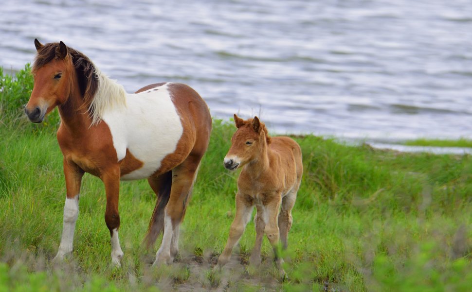 اسب های وحشی از جذابیت های ویرجینیا در آمریکا